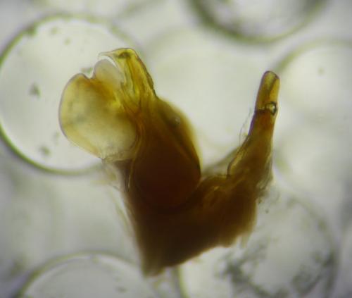 Cylindroiulus sp.